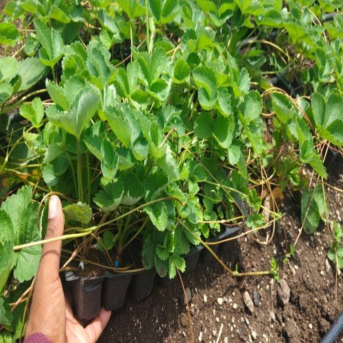 Potted strawberry plants